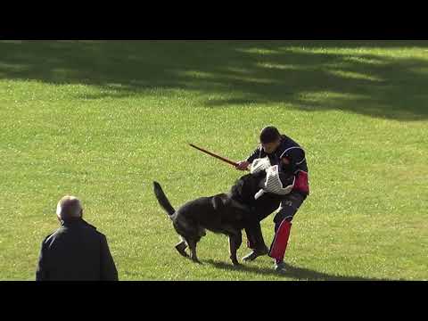 WUSV 2021  DEU 5  - RONALD BRENNER & WICKO VOM WAISAGRUND C 96