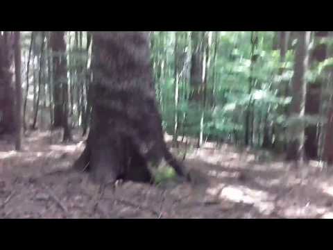 I BOSCHI di CONIFERE erano ESSENZIALI per la SOVRAVVIVENZA dei MONTANARI