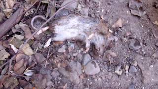 Pastor Aleman mata a guaren (rata)