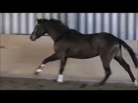 Holsteiner Wallach von Quidado -Contender-Lavall