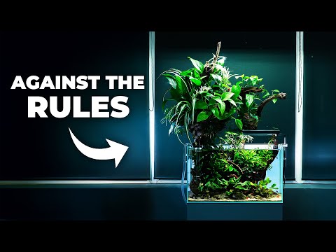 Building a 60-liter Aquarium Completely Against the Rules