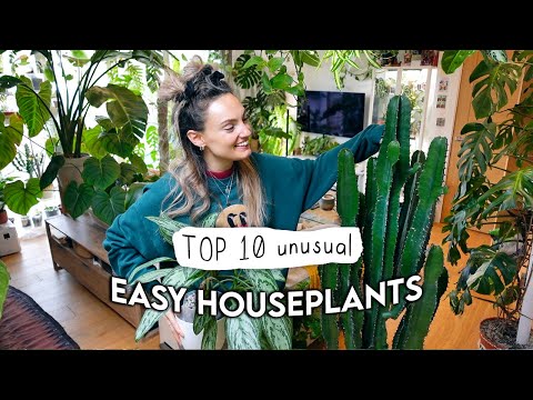 10 EASIEST Unusual Indoor Plants 🌱 Easy Houseplants Even YOU Can't Kill