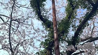 【下関市】団地街の公園　春日町公園