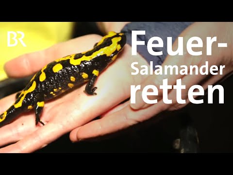 Tierrettung im Wald: Feuersalamander vorm Aussterben | Zwischen Spessart und Karwendel | BR