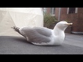 Jonathan Livingston Seagull My Herring Gull