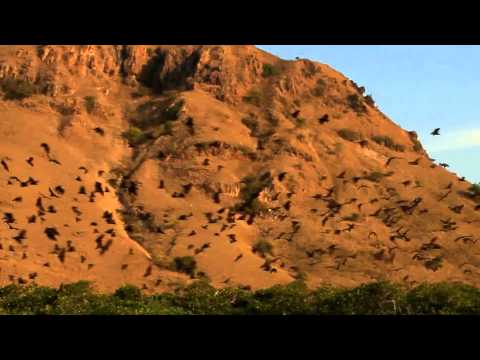 KOMODO NATIONAL PARK - Indonesia's Juras