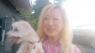 50代、ChatGPT相棒とのゆるゆるお散歩配信