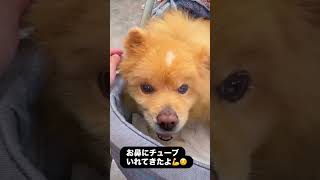 老犬介護🐕ボムも頑張ってるよ🥰💕