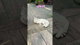 ??베트남 하노이,탐다오?✈️? #진해성#니가니가#자연드림#자연의힘 #마음치유 #노래 #트로트 #쇼츠 #여행…