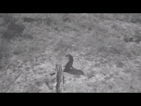 May 07, 2017- approx 12:30 a.m Djuma Cam- Leopard sawing and visual of 1 Leopard but 2 were there