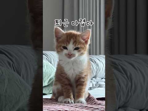 퇴근하고 집 오면 이런 솜뭉치가 기다림..