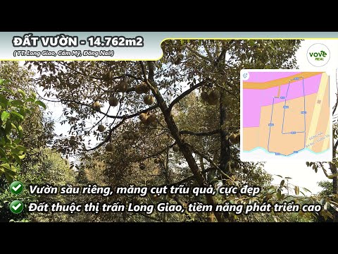 D121 - (17,714 tỷ) bán vườn sầu riêng trĩu quả, đất phủ hồng tại TT. Long Giao
