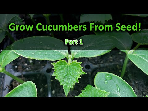 How To Grow Cucumbers Part 1 Seeding