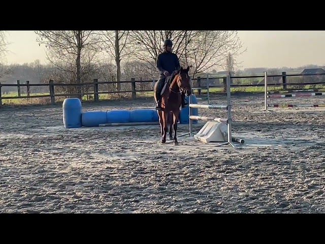 Jument 4 ans - CSO - A vendre - Poney E