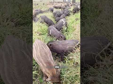 Sự Thật Về Mô Hình Lai Tạo Heo Rừng Độc Đáo Tại Nông Thôn!