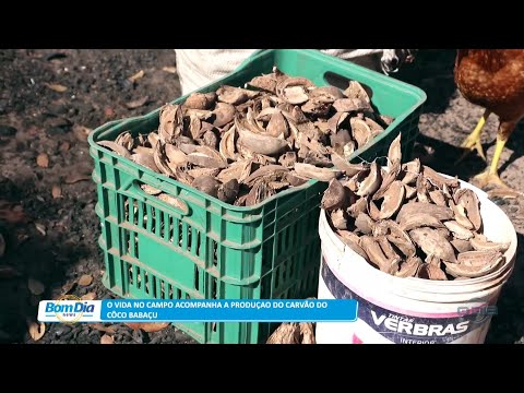 Vida no Campo 27 10 2022