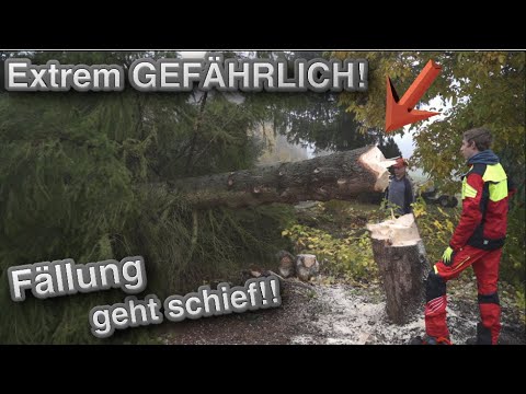 Das hätte böse enden können😬 Problem-Baum Fällung geht schief!!