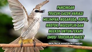 Download lagu Trucukan GACOR ngalas ROPEL PANJANG suara alam AMPUH buat pancingan jadikan trucuk Gacor GARUDA mp3