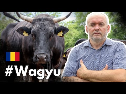 , title : '🥩Ferma cu peste 100 de exemplare de vaci Wagyu!'