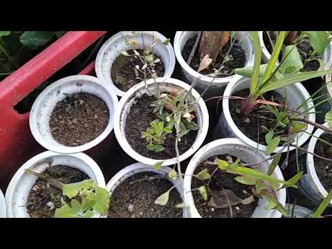 Kontrola řízků Kamčatské borůvky po zapíchání do kelímků 11.7.24