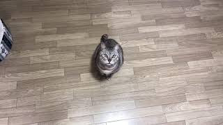 何かを訴えてくるにゃにゃ様 2021/2/2
