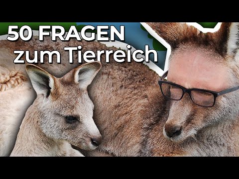 Jay BELEHRT die RASSELBANDE | 50 Fragen zum Tierreich