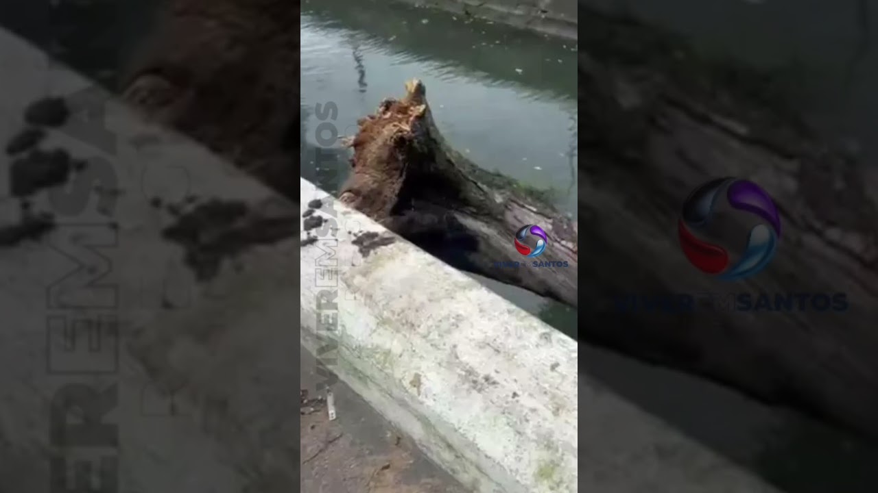 Homem morre atingido por árvore durante vendaval em Santos.