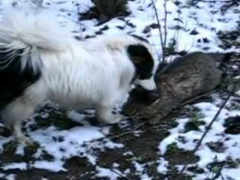 КОТ-МАЗОХИСТ.cat-masochist