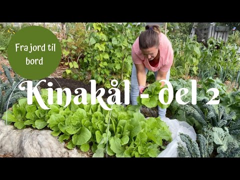 Kinakål fra jord til bord del 2 - Tynner