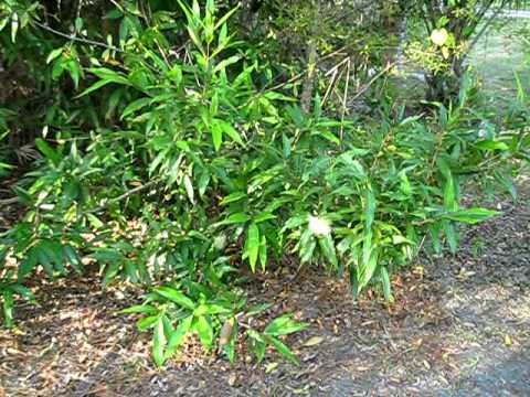 Syzygium jambos Rose Apple - YouTube