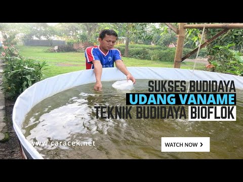 , title : 'Cara Sukses Budidaya Udang Vaname Sistem Bioflok Kolam Bundar'