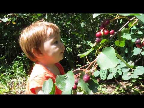 Trip to the Saskatoon Berry Farm