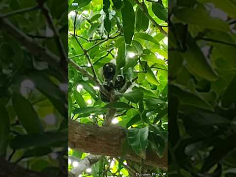 SAGUIS DO SÍTIO GINETE - SANTO ANDRÉ/PB 🐒