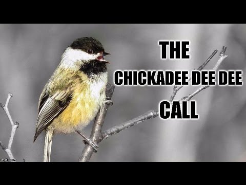 Chickadee-dee-dee Call