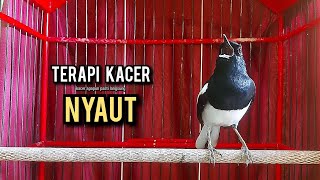 Download lagu SUARA BURUNG kacer gacor NGEPLONG tarung ini paling ampuh buat PANCINGAN KACER agar EMOSI mp3