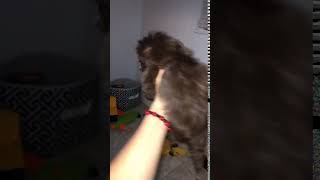 Video preview image #2 Shih Tzu Puppy For Sale in SAN JOSE, CA, USA