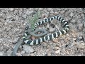 Ring Neck Snake Preys On King Snake