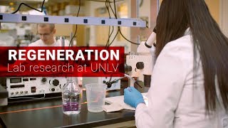 Organ Regeneration Research at UNLV