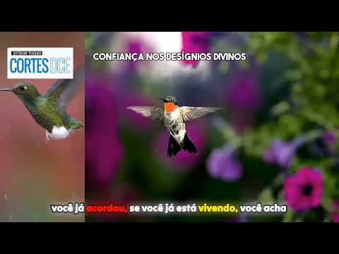 Cortes DcE #611 Confiança nos desígnios divinos -  Pai João da Angola