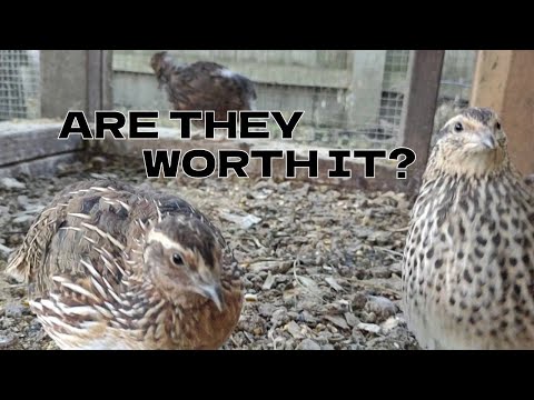 Things I Wish I Knew Before Raising Coturnix Quails