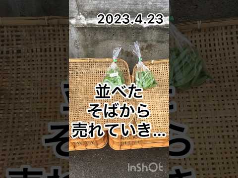 スノーベリー、スナップエンドウの低木 植物