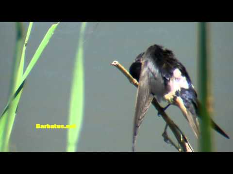 Golondrina común ( Hirundo rustica ) Swallow