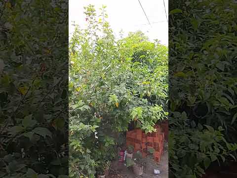 mundansa de tempo ho glória a Deus. bom dia viver aqui. em Esperantina pi
