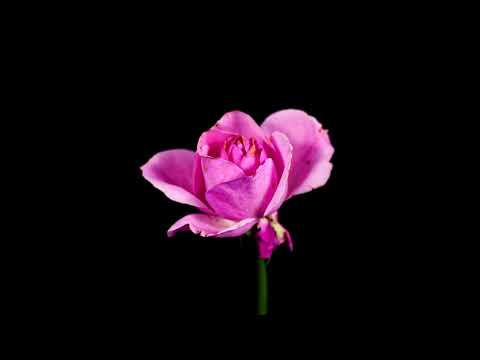 Tina Stabel (feat. Arkadius Antonik) - The Rose
