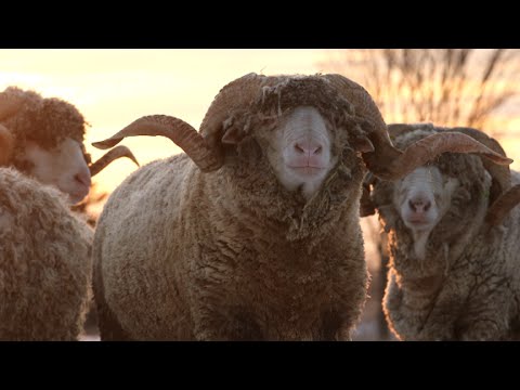 Why i spent a week looking for sheep