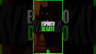 Os pets fal3cidos permanecem ao nosso lado? 🐈‍⬛ #pets #gatos #sobrenatural