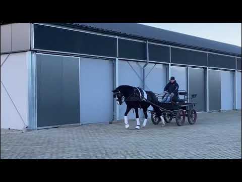 Boogie Woogie   Bon Coeur x Fiorano x Rubin Royal x Weltmeyer