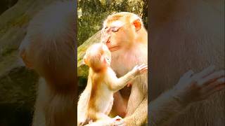 Baby Lucie touches the face of Mom Luna with pity and love.😰😭😭#short #shorts #shortfeed #virals