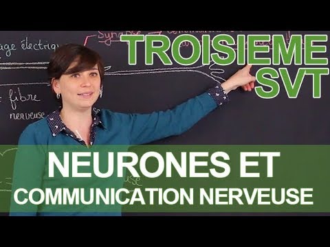 Les neurones et la communication nerveuse - Les Bons Profs