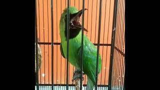 Download lagu Cucak Ijo Gacor Ngentrok Jambul Nembak Kasar ‼️ - Kicau Mania Shorts mp3 Download lagu Cucak Ijo Gacor Ngentrok Jambul Nembak Kasar ‼️ - Kicau Mania Shorts mp3